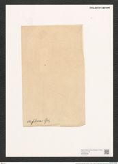 Navicula inflexa (Greg.) Ralfs. (de-Toni-Nr.: Genus 1, Species 118) Zeichnungen Sammlung Grunow (NHMW-BOT-W0366656)